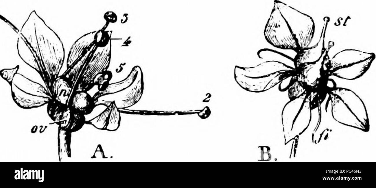 . Handbook of flower pollination : based upon Hermann Mu?ller's work 'The fertilisation of flowers by insects' . Fertilization of plants. VMBELLIFERAE 487. 348. Meum Adans. 1141. M. athamanticum Jacq.—Schulz {'Beitrage, II, pp. 84-5, 190) describes this species as andromonoecious, with markedly protandrous hermaphrodite flowers. 1142. M. Mutellina Gaertn. ( = Phellandrium Mutellina L.). (Ricca, Atti See. ital. sc. nat., Milano, xiv, 1871 ; Herm. Miiller, 'Alpenblumen,' pp. 116-20; Kerner, 'Nat. Hist. PI.,' Eng. Ed. i, II, p. 296; Schroter, 'Beitrage zur '•L Kennt. schweiz.Blutenpfl.')—Tlie ^^  Stock Photo