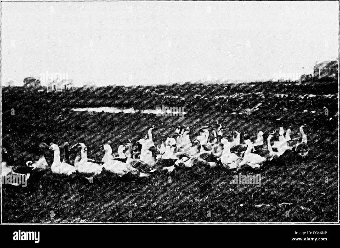 . Principles and practice of poultry culture . Poultry. ECONOMIC ASPECTS OF POULTRY CULTURE 55 notably in Rhode Island and parts of southeastern Massachusetts, the growing of &quot;' green &quot; geese, to be marketed at about twelve weeks of age, is extensively carried on, almost every farm in a community growing geese, and the number of goslings grown on a farm sometimes reaching four or five hundred, though the average is perhaps less than half as many. The colony egg-farming district of Rhode Island is perhaps the most important goose-growing district in the United States. Goslings are usu Stock Photo
