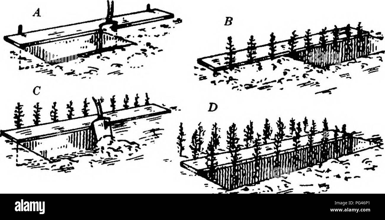 . Principles of American forestry . Forests and forestry. 116 PRINCIPLES OF AJIERICAK FORESTRY. give special care to the plants^ as by. .shading or water- ing. Plants should not remain more than two or three years in so close a bed before they are transplanted. When it is desirable to set out small seedlings in rows, instead of beds, a tight line may be used in place of the board. He^ing-in. This term is applied to the temporary CQvering x)£ Ihe roots of trees with earth to keep them from drying out after they are dug and until they are planted. If they are to be kept for only a few days,. Fig Stock Photo