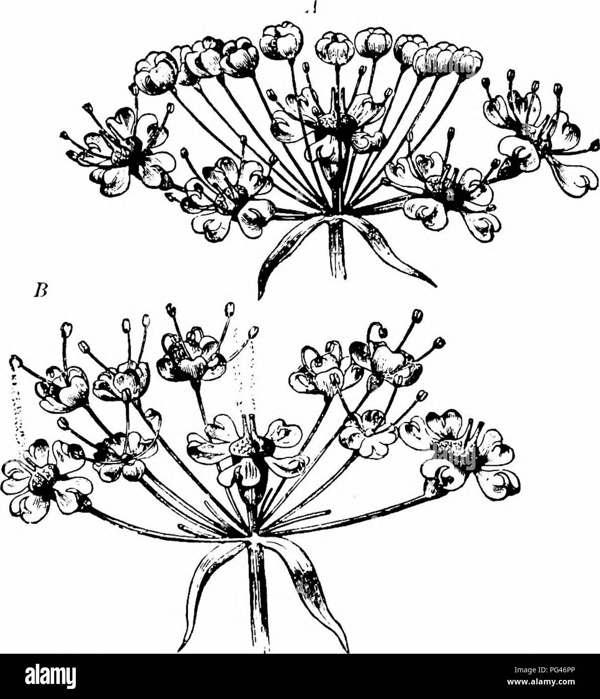 . Handbook of flower pollination : based upon Hermann Mu?ller's work 'The fertilisation of flowers by insects' . Fertilization of plants. UMBELLIFERAE 463 2. Flowers strongly protandrous (those of the ultimate lateral umbels being male by reduction). The commonest case. B. Flowers pleomorphous (5 and S) in the primary umbels. 3. Here belong the common cases of andromonoecism; e. g. Astrantia major J.., Chaerophyllum aromaticum L., Scandi.x Pecten-Veneris L., Torilis Anthriscus flernh.. and so forth. 4. Well-marked monoecism ; e. g. Echinojjhora. 5. Well-marked dioecism ; e. g. Arctopus. C. Flo Stock Photo