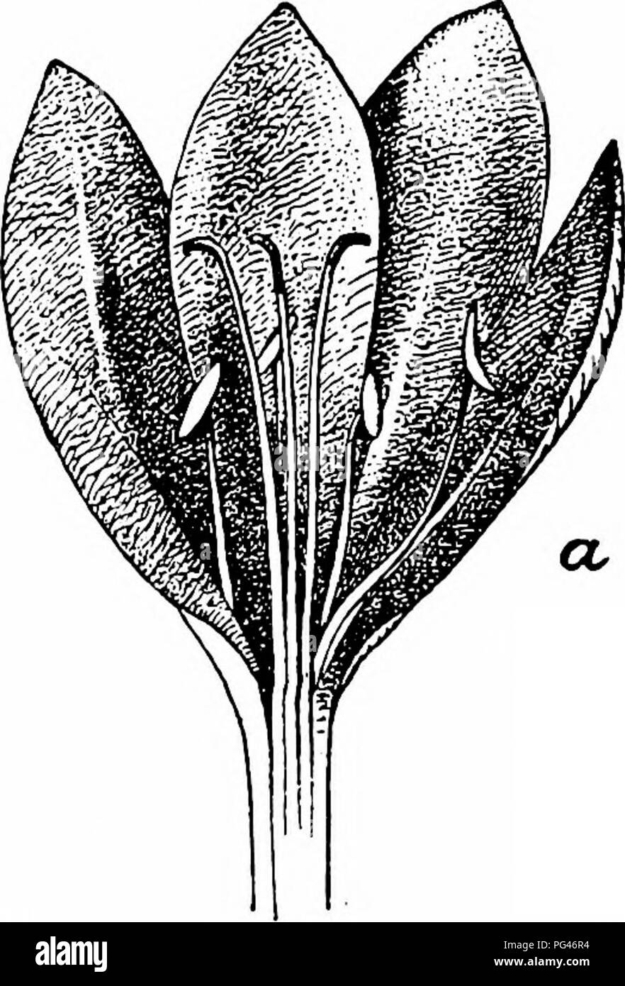 . Handbook of flower pollination : based upon Hermann Mu?ller's work 'The fertilisation of flowers by insects' . Fertilization of plants. LILIACEAE 471 2820. A. fastigiata Dryand.—(Wilson, op. cit.)—In this species autogamy is excluded. Artificial self-pollination is ineffective. 2821. 912. Aspidistra Ker-Gawl. A. elatior Blume.—Delpino regards this species as micromyophilous {c/. Vol. I, p. 15), but J. Wilson (Bibl. No. 3662) is of opinion that snails effect pollination ; these slip through small openings in the flowers and usually bring about autogamy. 913. Colchicum L. Protogynous flowers w Stock Photo