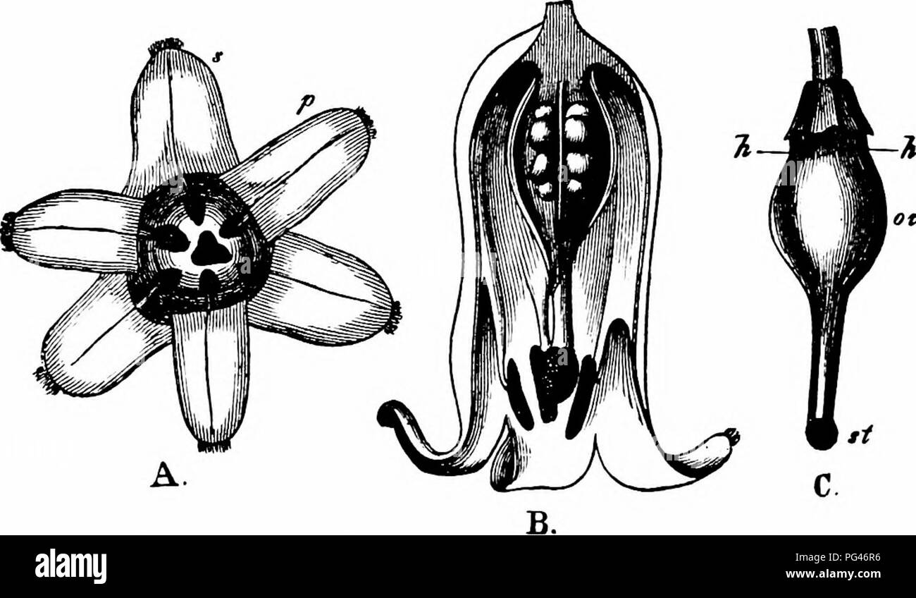 . Handbook of flower pollination : based upon Hermann Mu?ller's work 'The fertilisation of flowers by insects' . Fertilization of plants. pendulous bells the style projects up to 2 mm. beyond the anthers. Pollen-collecting bees therefore first touch the stigma and then the anthers, so that cross-pollination is ensured by insect-visits. Should these fail, automatic self-pollination takes place by the fall of pollen upon the papillose edge of the stigma. Besides the usual form with bright yellow anthers and pure white perianth, Ludwig observed another in Thuringia with vivid yellow anthers and c Stock Photo