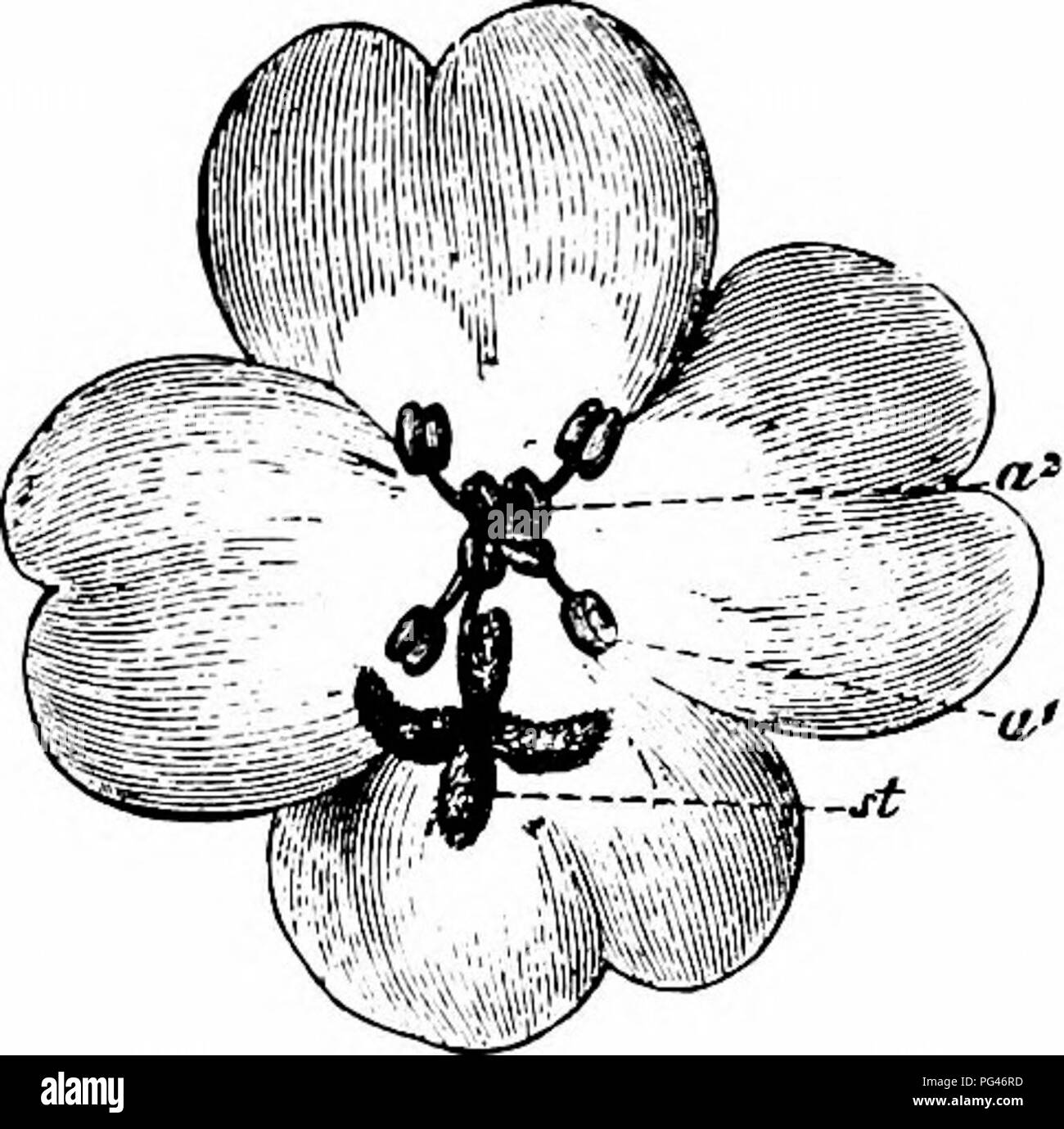 . Handbook of flower pollination : based upon Hermann Mu?ller's work 'The fertilisation of flowers by insects' . Fertilization of plants. ONAGRARIEAE 443 Alor. S; 3. B. hypnorum Z. S; 4. B. jonellus K.t; 5. B. mastrucatus Gerst. 5; 6. B. pratorum L.t&gt;; 7. B. soroensis F.t; 8. B. terrester Z. 5 ; 9. Psithyrus vestalis Fourcr. S. Frey-Gessner (Switzerland) the humble-bees Bombus pratoram Z. J, 5 and S, and B. scrimshiranus K. (=B. jonellus K^ $. Herm. Miiller (Alps) a beetle, 5 flies, II Hymenoptera, and a Lepidopterid ('Alpenblumen,' p. 209). Scott-Elliot (Dumfriesshire) 2 humble-bees and a  Stock Photo