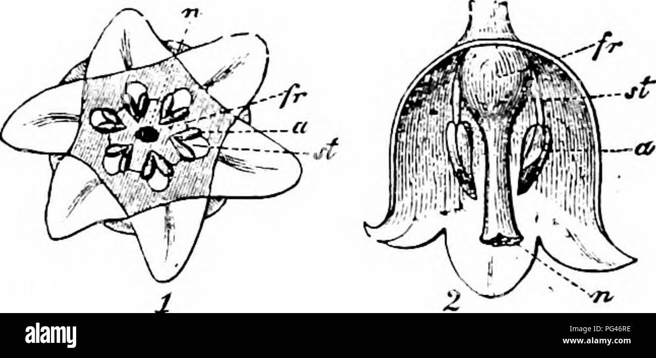 . Handbook of flower pollination : based upon Hermann Mu?ller's work 'The fertilisation of flowers by insects' . Fertilization of plants. 466 ANGIOSPERMAE—MONOCOTYLEDONES. pendulous bells the style projects up to 2 mm. beyond the anthers. Pollen-collecting bees therefore first touch the stigma and then the anthers, so that cross-pollination is ensured by insect-visits. Should these fail, automatic self-pollination takes place by the fall of pollen upon the papillose edge of the stigma. Besides the usual form with bright yellow anthers and pure white perianth, Ludwig observed another in Thuring Stock Photo