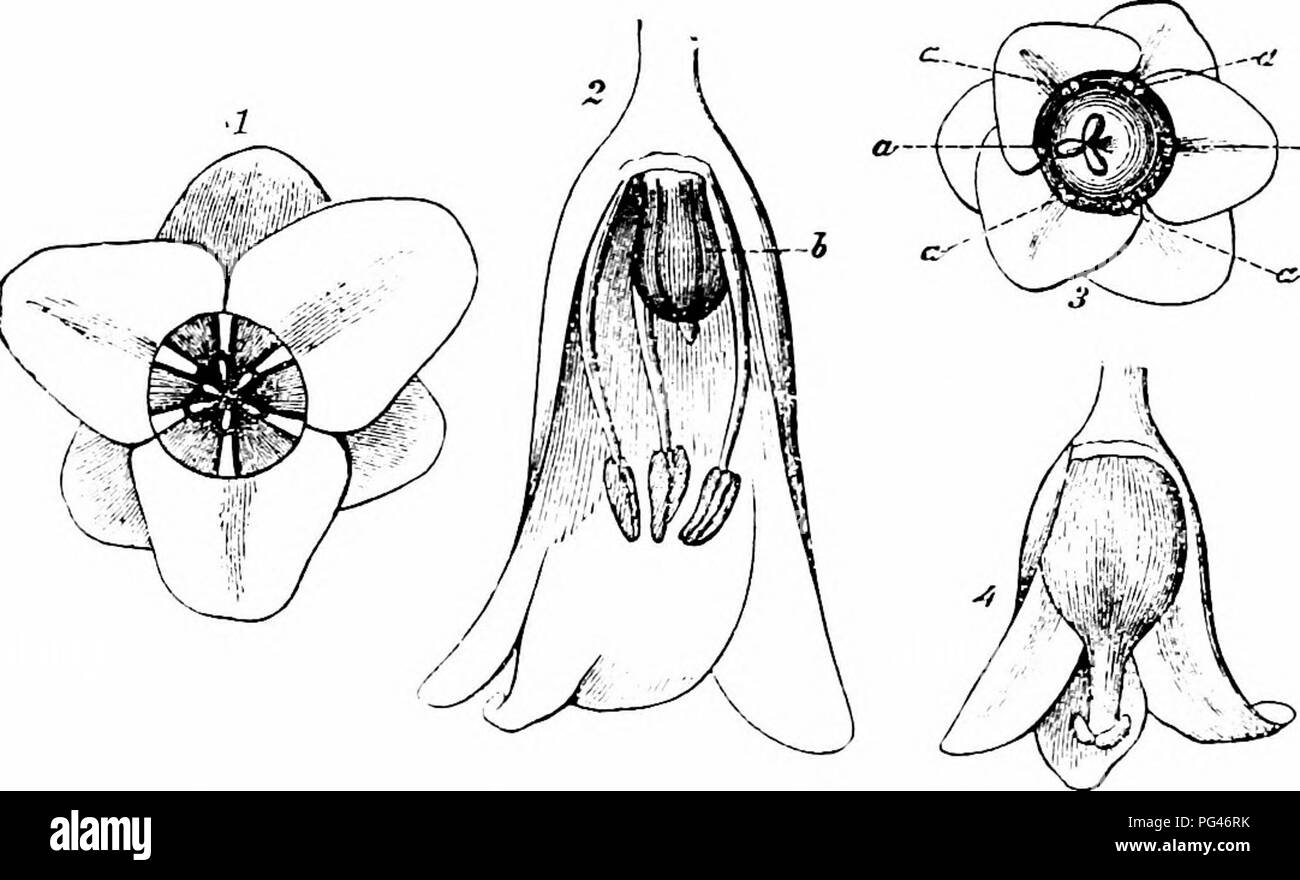 . Handbook of flower pollination : based upon Hermann Mu?ller's work 'The fertilisation of flowers by insects' . Fertilization of plants. 464 ANGIOSPERMAE—MONOCOTYLEDONES Borgstette (Borg.), Tecklenburg (Herm. Miiller, ' Weit. Beob.,' I, p. 274), and Knuth (Kn.) Fohr.—A. Diptera. Muscidae: i. Cynomyia mortuorum L., skg. (Borg.); 2. Lucilia caesar Z. (Borg.); 3. Pyrellia cadaverina L. (Borg.). B. Hy- menoptera. Apidae: 4. Apis mellifica L. 5, po-cltg. (Borg., Kn.); 5. Colletes daviesanus K. § (Kn.) ; 6. Halictus albipes F. 2, po-cllg. (Borg.); 7. H. cylindricus F. 5, (Kn.): 8. H. malachurus K.  Stock Photo