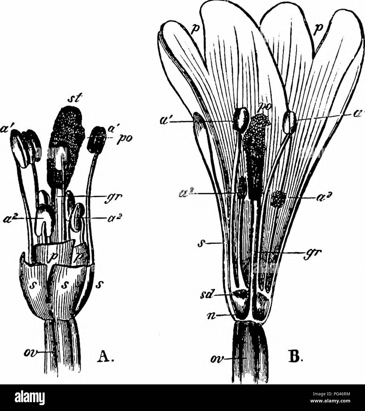 . Handbook of flower pollination : based upon Hermann Mu?ller's work 'The fertilisation of flowers by insects' . Fertilization of plants. ONAGRARIEAE 445 are usually on a level with the stigmas, autogamy is the rule, and Kerner says it may take place as early as the first day of anthesis. It is excluded in flowers where the long stamens do not reach the stigmas. Visitors.—These are few. Herm. MUller observed flies (Anthomyia j, po-cltg.), and a butterfly (Pieris napi L., skg.) ('Weit. Beob.,' II, p. 237). Schletterer records the humble-bee Bombus pomorum for the Tyrol. MacLeod saw a hover-fly  Stock Photo