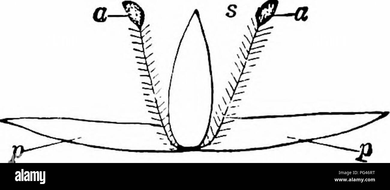 . Handbook of flower pollination : based upon Hermann Mu?ller's work 'The fertilisation of flowers by insects' . Fertilization of plants. Fig. 401. Narthiciiim ossifragitni^ Huds. (from nature, diagrammatic^ (i) Flower, seen from above. (2) Do., from the side, after removal of some stamens and part of tlie perianth (x 2A). a, anthers ; p, perianth ; s, stigma. colour—are to be found not only on the inner sides of the stamens, but are also often found caught by the hairs on the outer sides of the filaments; this latter must therefore be foreign pollen. Having at a later date observed various be Stock Photo