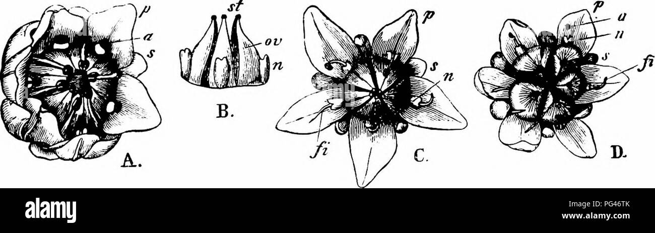 . Handbook of flower pollination : based upon Hermann Mu?ller's work 'The fertilisation of flowers by insects' . Fertilization of plants. CRASSULACEAE 425 Friese (Thuringia) noticed parasitic bees (i. Coelioxys elongata Lep., and 2. Stelis signata ///-.) and po-cltg. bees (3. Anthidium lituratuni Pz., and 4. A. punc- tatum Lir.). 997. S. boloniense Loisel. ( = 5. sexangulare L.). (Schulz, ' Beitrage,' 1, P- 39-)—Scbulz states that in the }'ellow flowers of this species the stigmas arc perfectly mature when the outer stamens are dehiscing. Automatic self-pollination is quite possible, for the s Stock Photo