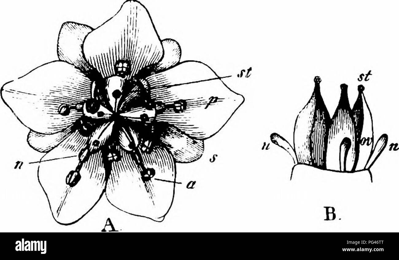 . Handbook of flower pollination : based upon Hermann MuÌller's work 'The fertilisation of flowers by insects' . Fertilization of plants. 424 ANGIOSPERMAEâDICOTYLEDONES J..; 9. Syrphus balteatus D^ff. S, B. Hymenoptera. 10. Andrena nigriceps A'. $ ; 11. Bombus rajellus A&quot;. C. Lepidoptera. 12. Epinephele janiraZ. Also 2 Muscids {i. Lucilia caesar Z., and 2. Scatophaga stercoraria Z.) and a Syrphid (Syrphus sp.), all skg., in Helgoland. Herm. Miiller noticed the following in Westphalia.â A. Diptera. {a) Muscidac: i. Pyrellia aenea Zetl., skg. iyli) Syrphidae: 2. F.iistalis tenax Z,, po-dvg. Stock Photo