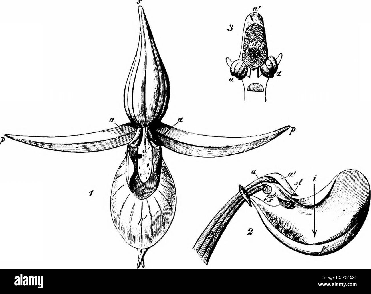 . Handbook of flower pollination : based upon Hermann Mu?ller's work 'The fertilisation of flowers by insects' . Fertilization of plants. 420 ANGIOSPERMAE—MONOCOTYLEDONES 2652. C. Calceolus L. (Herm. MuUer, ' Fertlsn.,' p. 539 ; Baxter, ' Fertlzn. of Cypripedium'; Webster, Trans. Bot. Soc, Edinburgh, xvi, 1886, pp. 357-60; Darwin, op. cit., p. 226 ; Kerner, ' Nat. Hist. PI.,' Eng. Ed. i, II, pp. 245, 249.)—In flowers of this species the slightly contracted labellum is yellow in colour, and the rest of the perianth leaves purple. This colouring and an odour of nectar attract small bees of the g Stock Photo