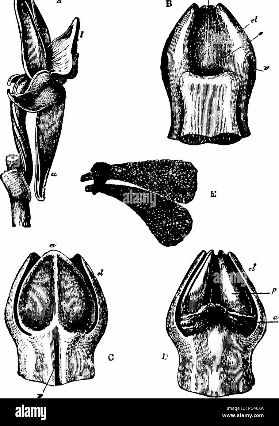This handbook on flower pollination discusses the process of ...