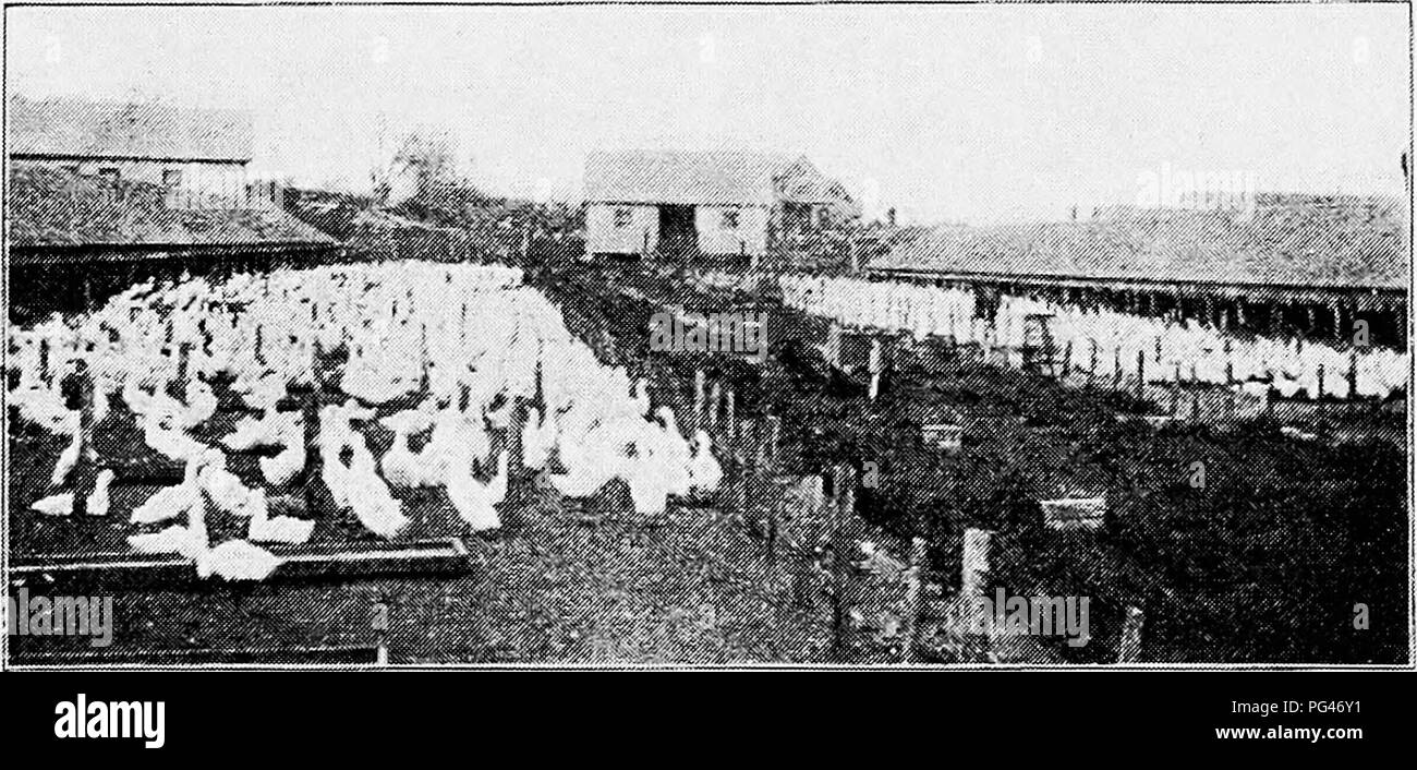 . Principles and practice of poultry culture . Poultry. Fig. 54. Fattening sheds at Weber Brothers' farm. (From the east) affecting results. Some of the coast farms have been used for duck growing for over half a century, and some of the largest inland farms for twenty-five or thirty years. When developed on a very large. Fig. 55. Fattening sheds seen in Fig. 54. Five thousand ducks feeding. (From the west) scale, duck growing is usually an exclusive business. On a smaller scale it is usually combined with other branches of poultry culture. As might be inferred from the comparative ease of dev Stock Photo