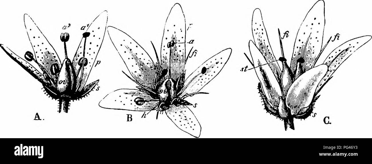 . Handbook of flower pollination : based upon Hermann Mu?ller's work 'The fertilisation of flowers by insects' . Fertilization of plants. 400 A NGIOSPERMA E—DICOTYLEDONES Visitors.—Small flies and ants were seen in Nova Zemlia, but no visitors in Spitzbergen. Herm. Miiller observed in the Alps no fewer than 85 Diptera (mostly Muscidae). besides 8 beetles, 20 Hymenoptera, and 13 Lepidoptera; Loew saw a hover-fl)' in the same region ('Blutenbiol. Floristik,' p. 397). Lindman noticed flies, Hymeno- ptera, and a beetle on the Dovrefjeld. MacLeod saw 8 short-tongued Hymenoptera, a Phryganid, a beet Stock Photo