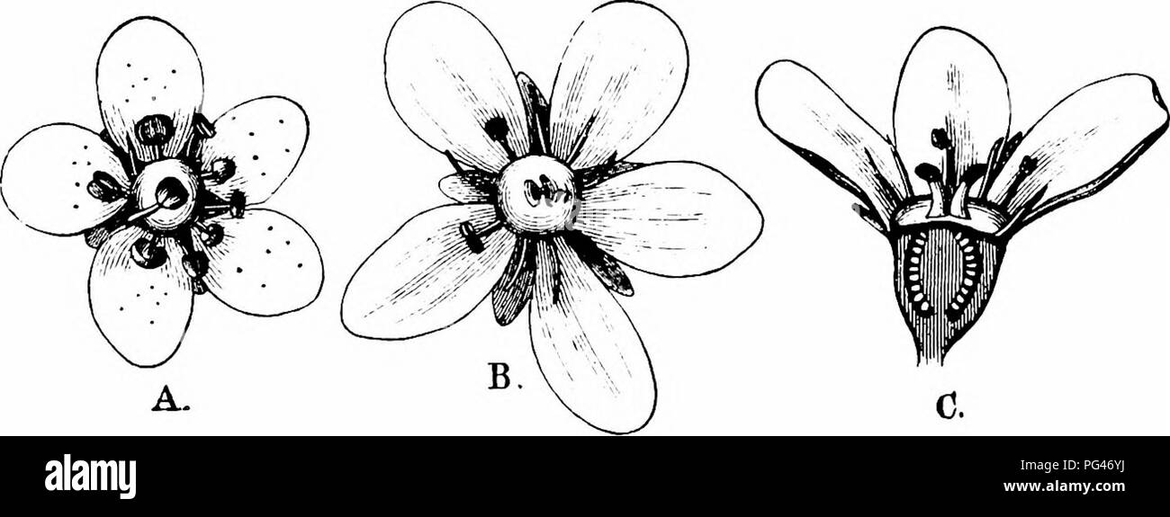 . Handbook of flower pollination : based upon Hermann Mu?ller's work 'The fertilisation of flowers by insects' . Fertilization of plants. 396 A NGIOSPERMAE—DICOTYLEDONES flower increases to twice its original diameter or even more, so that the visits paid by any particular insect will usually be in the order most favourable for crossing. We are indebted to A. Engler for an excellent monograph on the genus. He regarded all the species as protandrous. Treviranus (Bot. Ztg., Leipzig, xxi, 1863) had already observed the movement of the stamens towards the middle of the flower, and inferred that au Stock Photo