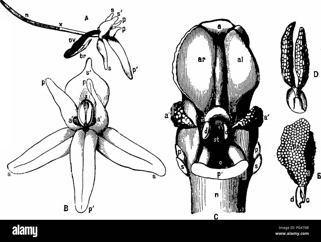 . Handbook of flower pollination : based upon Hermann Mu?ller's work 'The fertilisation of flowers by insects' . Fertilization of plants. ORCHIDEAE 403 hybridization by Lepidoptera between two species which have fixed their pollinia to the upper and lower sides of the proboscis respectively, arises from the fact that the flowers are sometimes half twisted round thus making transfer possible. 2620. Habenaria bifolia R. Br. { = Platanthera bifolia Rich.; P. solstitialis Boenn.; Orchis bifolia L.; and Gymnadenia bifolia Meyer). (Darwin, op. cit., PP- 73-4; Herm. Miiller, 'Fertilization,' p. 533,  Stock Photo