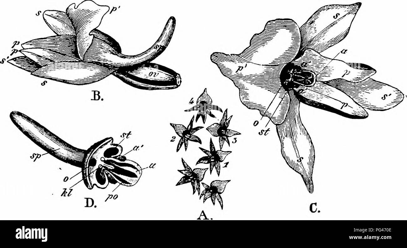 . Handbook of flower pollination : based upon Hermann Mu?ller's work 'The fertilisation of flowers by insects' . Fertilization of plants. Fig. 370. Hahenaria an^stifolia, H. B. et K. (after Herm. Miiller). A. Flower, seen from the side (x 2i). B. Do., seen directly from the front (x 7). C. Reproductive organs and nectary, seen obliquely from above (x 15). a, anther ; a vestigial do.; &gt;t/, adhesive disk ; t?, opening of spur ; oz', ovary;. pp^ lower petals ; p labellum ; j, lateral sepal; 5', lower do.; sp^ spur; i/, stigmatic surface.. Fig. 371. Habenaria suaveolens^ Dalz. (after Herm. MU Stock Photo