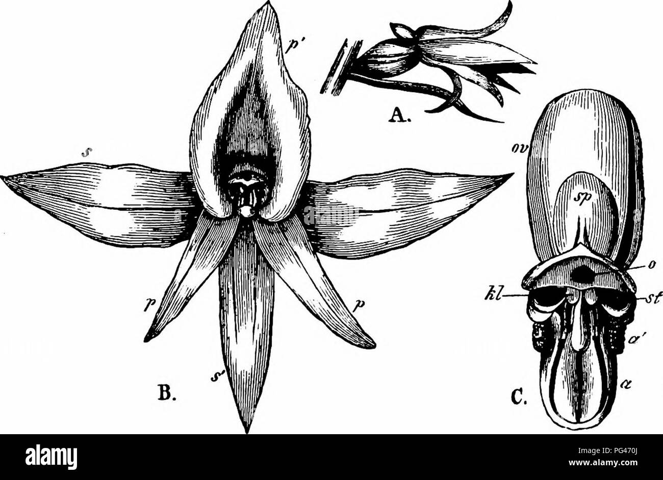 . Handbook of flower pollination : based upon Hermann Mu?ller's work 'The fertilisation of flowers by insects' . Fertilization of plants. 402 ANGIOSPERMAE—MONOCOTYLEDONES 2619. H. suaveolens Dalz. ( = Nigritella suaveolens Koch, and H. angustifolia H. B. et K. X H. conopsea Benlh.), (Herm. Muller, 'Alpenblumen/ pp. 69-70; Kemer, op. cit., pp. 563, 586.)—This is a hybrid between two lepidopterid species. The colour of the flowers is between carmine and pink. The possibility of. Fig. 370. Hahenaria an^stifolia, H. B. et K. (after Herm. Miiller). A. Flower, seen from the side (x 2i). B. Do., seen Stock Photo