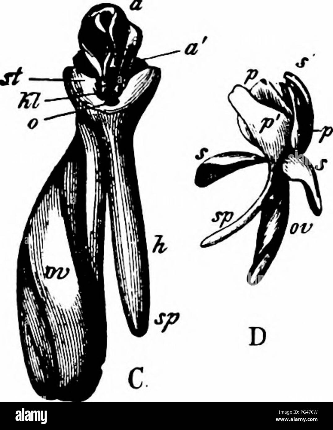 Handbook Of Flower Pollination Based Upon Hermann Mu Ller S Work The Fertilisation Of Flowers By Insects Fertilization Of Plants Fig 367 Habenaria Conopsea Benth After Herm Miiller A Flower Seen