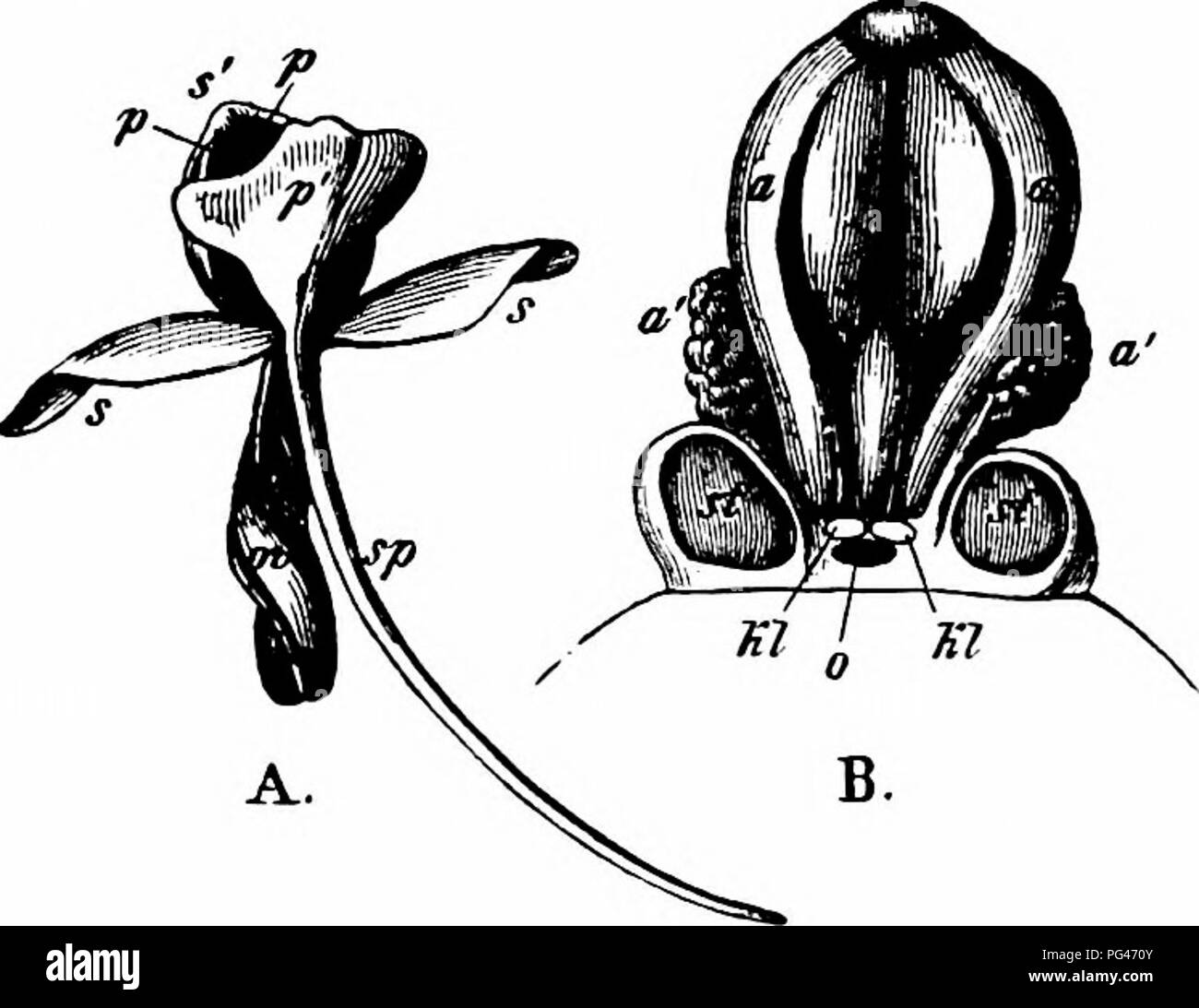 This handbook explores the process of flower pollination, emphasizing ...