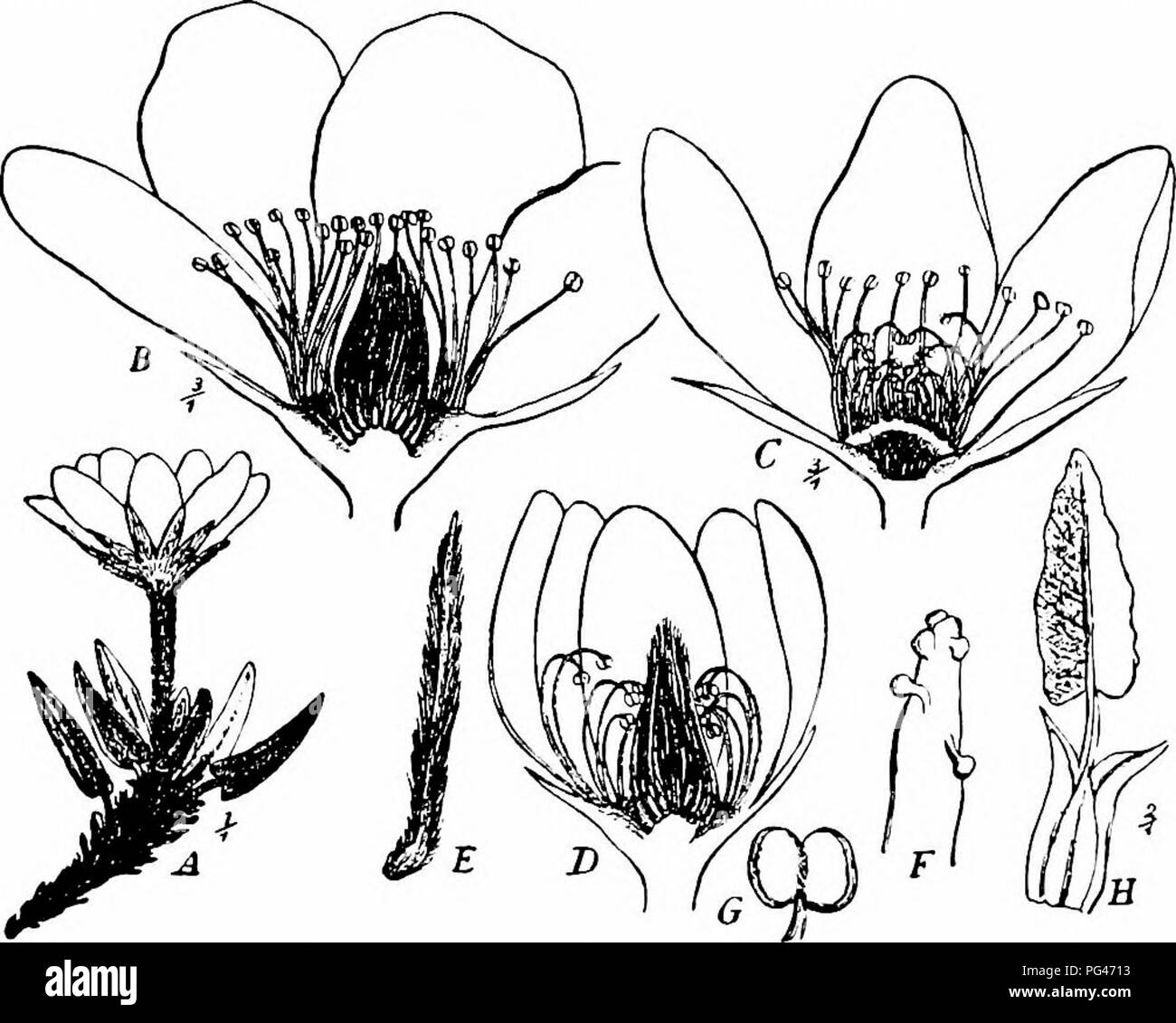 . Handbook of flower pollination : based upon Hermann Mu?ller's work 'The fertilisation of flowers by insects' . Fertilization of plants. 36o ANGIOSPERMAE—DICOTYLEDONES von Dalla Torre (Tyrol) saw the bee Halictoides dentiventris Nyl. 5, and Schletterer records the same visitor. Lindman (Dovrefjeld) observed 2 species of flies; and Holmgren (Spitzbergen) Hymenoptera (Hemiteles septentrionalis Holmgr., and Orthocentrus pedestris Holmgr.) and Diptera (Aricia (Spilogaster) dorsata Zett., A. (Chortophila) megastoma Bohem., and Scaeva dryadis Holmgr.), Ekstam noticed several small and medium-sized  Stock Photo