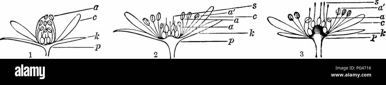 . Handbook of flower pollination : based upon Hermann Mu?ller's work 'The fertilisation of flowers by insects' . Fertilization of plants. 354 ANGIOSPERMAE—DICOTYLEDONES MacLeod observed Apis, 7 humble-bees, 7 short-tongued bees, a Tenthredinid, 5 hover-flies, 6 other flies, 4 beetles, and 10 Lepidoptera in Flanders (Bot. Jaarb. Dodonaea, Ghent, vi, 1894, pp. 318-19); and 3 bees, a Lepidopterid, a beetle, and a hover-fly in the Pyrenees (op. cit., iii, 1891, p. 432). H. de Vries saw a bee, Halictus cylindricus F. 5, in the Netherlands (Ned. Kruidk. Arch., Nijmegen, 2. ser., 2. deel, 1875). Will Stock Photo