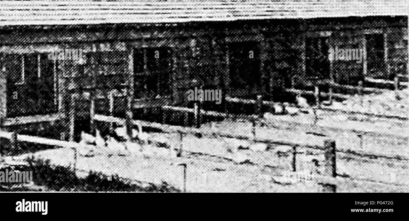 . Principles and practice of poultry culture . Poultry. I'lii. 51. Haby ducks (one week old) Fii;. 5^. Haby ducks (two weeks old) Fig. 53. Cold brooder house. (Ducklings three weeks old) BROODER HOUSES AT WEBER BROTHERS' DUCK FARM 5=. Please note that these images are extracted from scanned page images that may have been digitally enhanced for readability - coloration and appearance of these illustrations may not perfectly resemble the original work.. Robinson, John H. (John Henry), 1863-1935. Boston ; New York : Ginn and Company Stock Photo