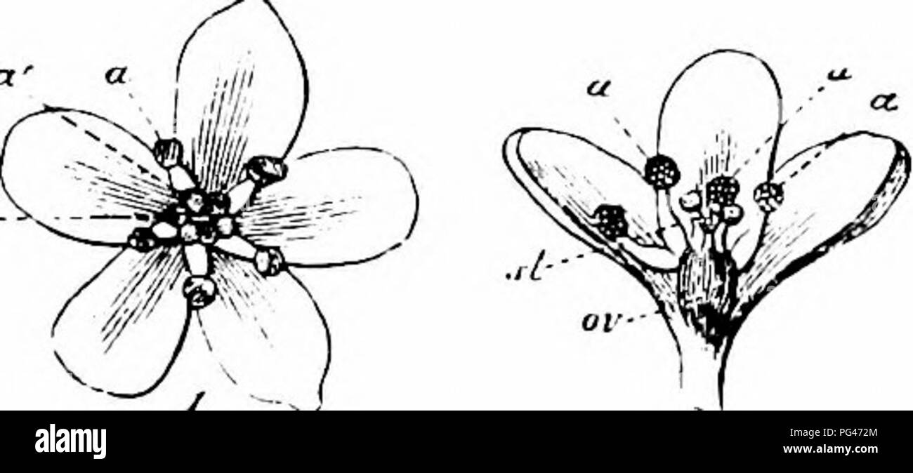 . Handbook of flower pollination : based upon Hermann MuÌller's work 'The fertilisation of flowers by insects' . Fertilization of plants. 348 ANGIOSPERMAEâDICOTYLEDONES Jaarb. Dodonaea, Ghent, vi, 1894, p. 144; Kirchner, 'Flora v. Stuttgart,' p. 216; Verhoeff, ' Bl. u. Insekt. a. d. Ins. Norderney'; Knuth, 'Beitrage.')âThe flower mechanism agrees with that of the preceding species; there are, however, usually six to eight, more rarely five stamens, which are of about the same height as the three stigmas, and mature simultaneously with the anthers. The flowers are small and pink, or more rarely Stock Photo