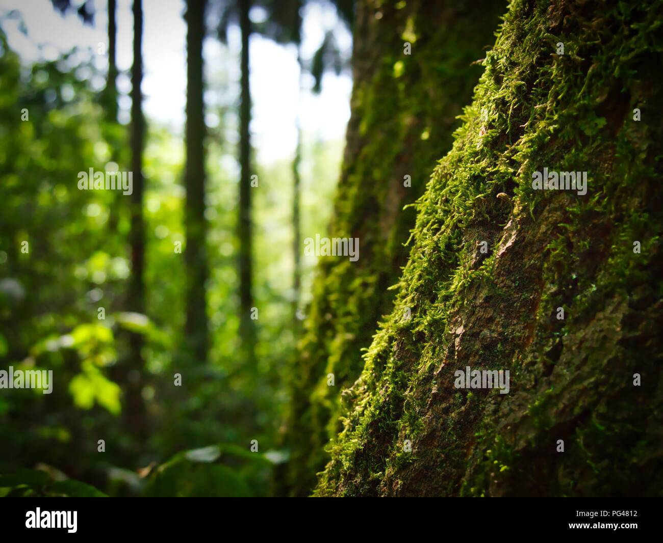Green moss over a trees bark with blurry forest in the background in  germany Stock Photo - Alamy