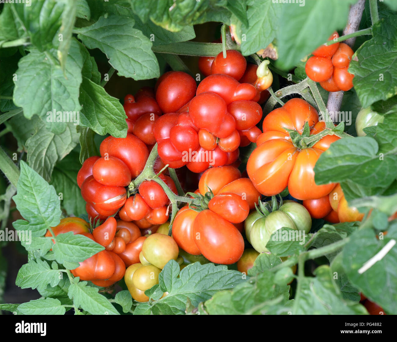 Lycopersicon Esculentum Stock Photo Alamy
