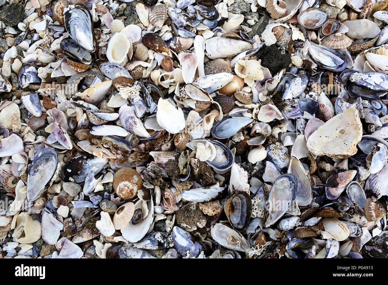 Various shells, shells on the beach Stock Photo