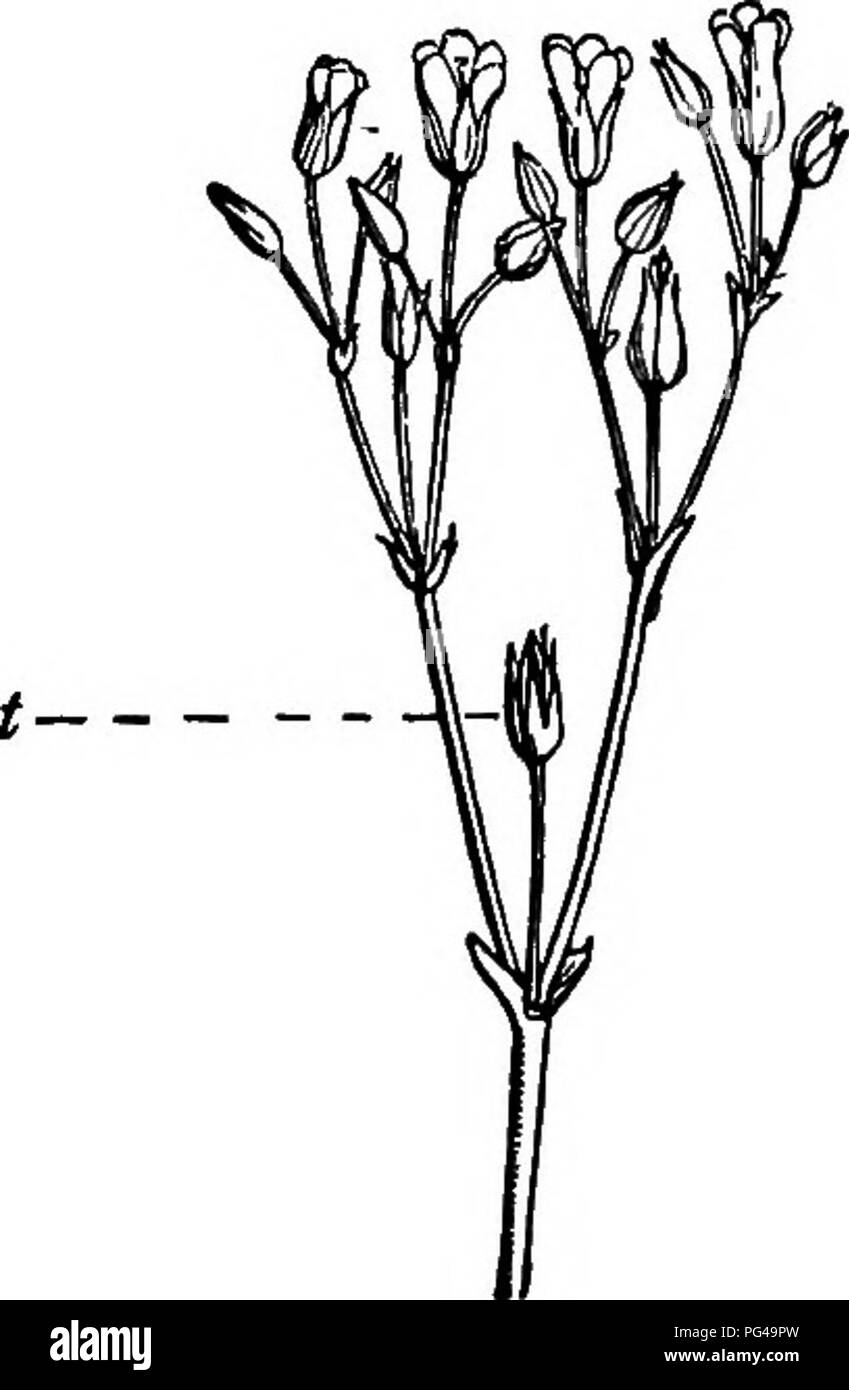. Essentials of botany. Botany; Botany. A BCD Fig. 10. Diagrams of Inflorescence. A, panicle; B, raceme; C, spike; D, head; E, umbel.. Fig. 11. Compound Cyme of Mouse-Ear Chickweed. t, the terminal (oldest) flower.. Please note that these images are extracted from scanned page images that may have been digitally enhanced for readability - coloration and appearance of these illustrations may not perfectly resemble the original work.. Bergen, Joseph Y. (Joseph Young), 1851-1917. Boston, Ginn Stock Photo