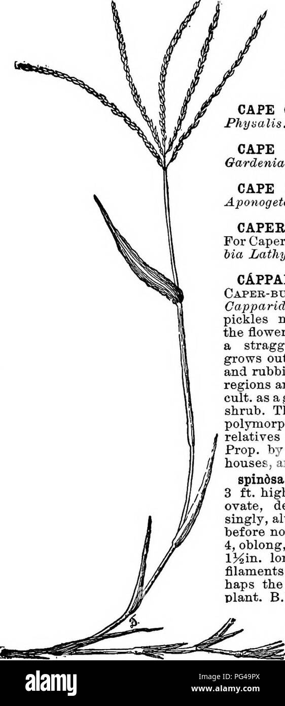 . Cyclopedia of American horticulture, comprising suggestions for cultivation of horticultural plants, descriptions of the species of fruits, vegetables, flowers, and ornamental plants sold in the United States and Canada, together with geographical and biographical sketches. Gardening. CANTUA CAPSICUM 241 GANTTTA (from Cantu, Peruvian name). PoUmonidi- cece. Ten species of South American flowering shrubs with very variable foliage and showy, tubular fls. of va- rious colors. C. buxifolia is cult, out of doors in S. Calif., and is recommended in Europe as a coolhouse shrub. Probably no tendere Stock Photo