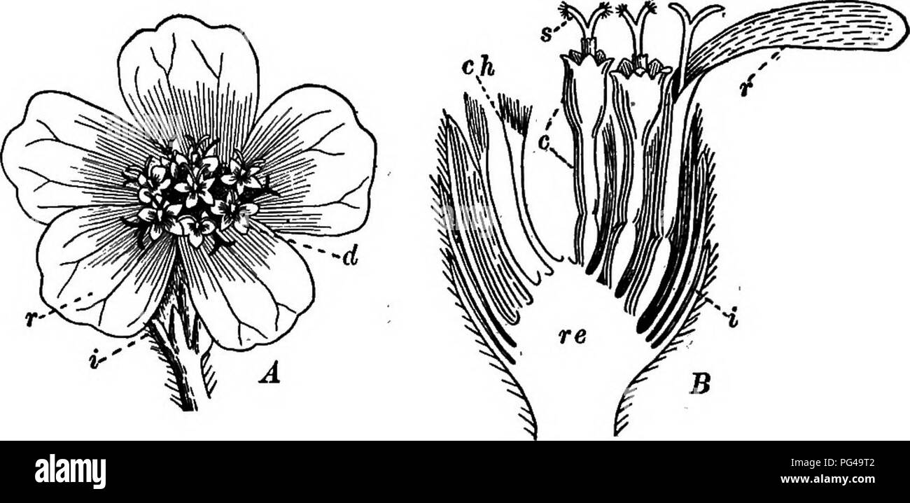 . Essentials of botany. Botany; Botany. APPENDIX I 359. Fig. 8. Head of Yarrow. A, top view (magnified); B, lengthwise section (magnified), re, re- ceptacle ; i, involucre; r, ray-flowers; d, disk-flowers; c, corolla; s, stigma; ch, chaff, or bracts of receptacle.. Please note that these images are extracted from scanned page images that may have been digitally enhanced for readability - coloration and appearance of these illustrations may not perfectly resemble the original work.. Bergen, Joseph Y. (Joseph Young), 1851-1917. Boston, Ginn Stock Photo