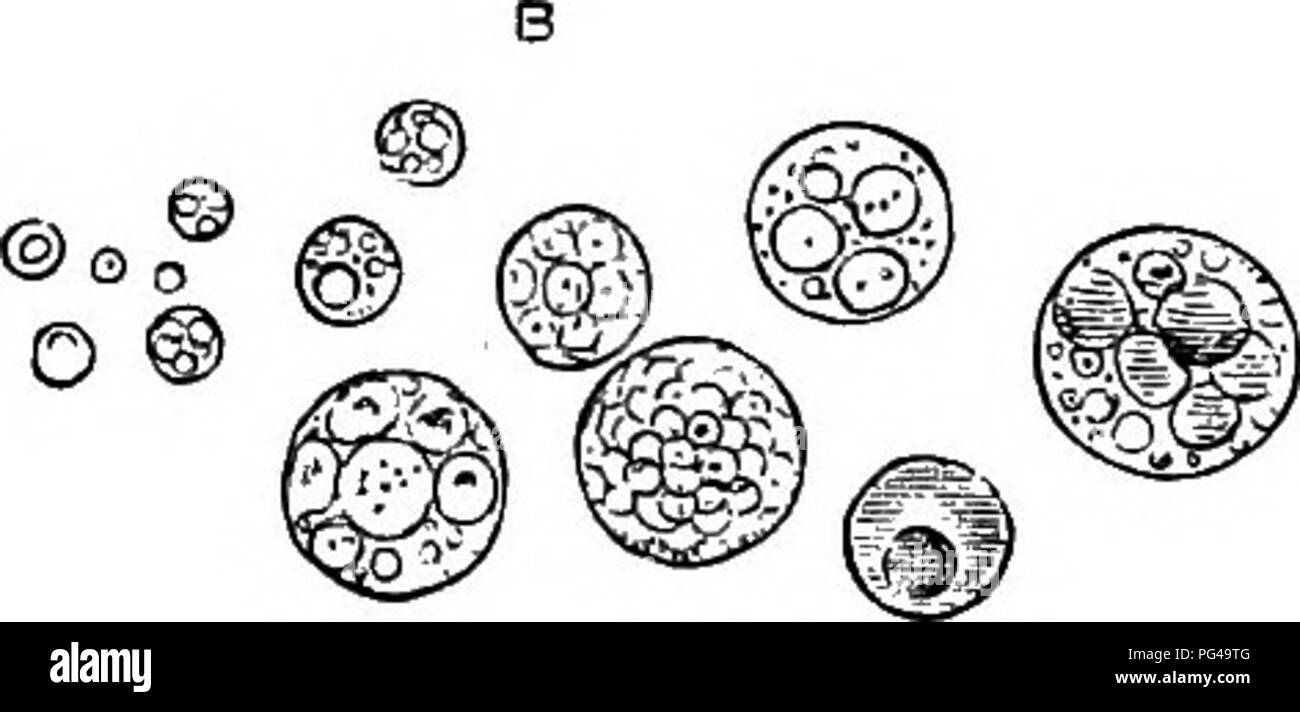 . The elements of embryology . Embryology. THE hen's egg. [chap. tion ...