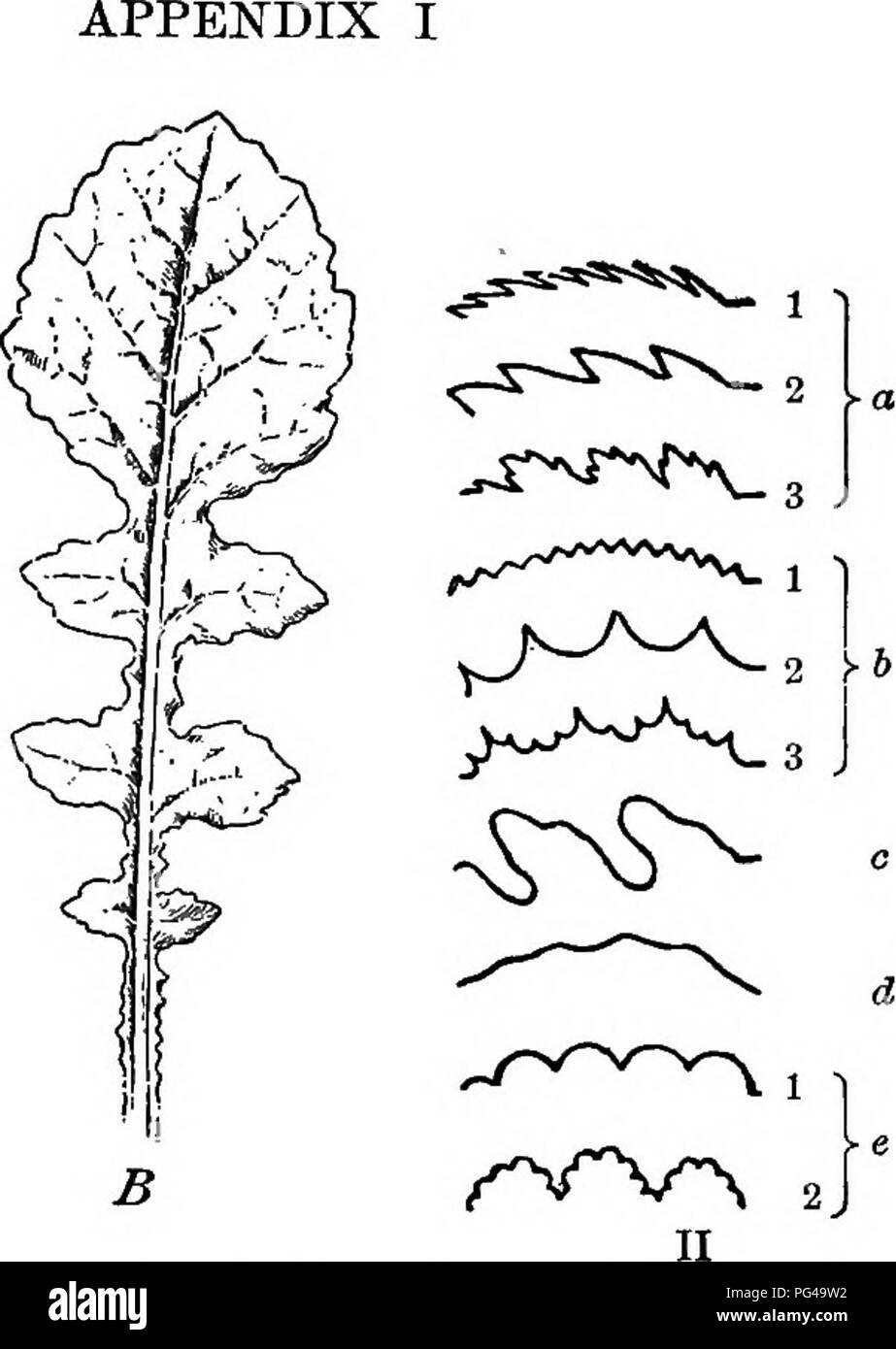 . Essentials of botany. Botany; Botany. 357 Fig. 4. 1. A, Eunoiaate Leaf of Dandelion; B, Lyrate Leaf. II. Shapes of Margins of Leaves. o (1), finely serrate; (2), coarsely serrate; (3), doubly serrate. 6(1), finely dentate; (2), sinuate dentate; (3), doubly dentate, c, deeply sinuate, d, wavy, e (1), erenate or scalloped; (2), donbly crenate. II. FORMS OF FLOWER CLUSTERS m. Please note that these images are extracted from scanned page images that may have been digitally enhanced for readability - coloration and appearance of these illustrations may not perfectly resemble the original work.. B Stock Photo