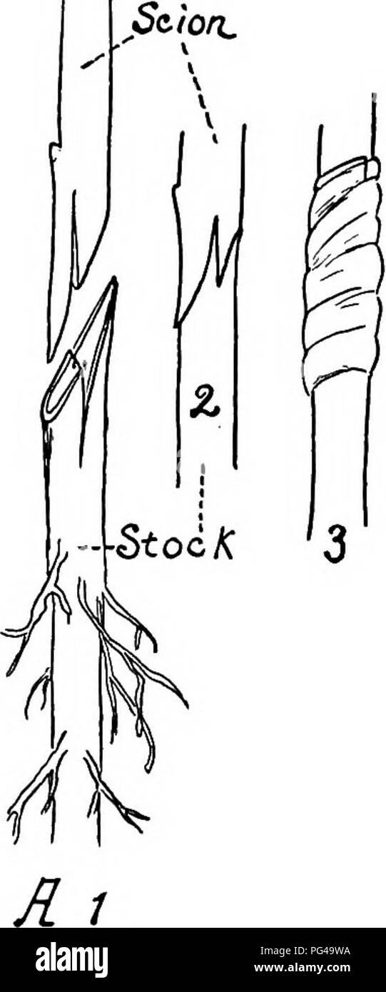 . Nature-study; a manual for teachers and students. Nature study. THE SCHOOL GARDEN 289 3 M portance of grafting. There are many different forms of grafting. Several of the more common methods are given. Root Grafting: This consists of growing choice scion stems or tvi^igs upon hardy 1 roots. The stocks are usually grown from seeds, and may be those raised in the school nursery or may be bought at slight expense. The scions are cut in the dormant state in midwinter, and kept in sand in a cool and moist place till grafting time, usually in March or April. Let the children bring twigs from choi Stock Photo