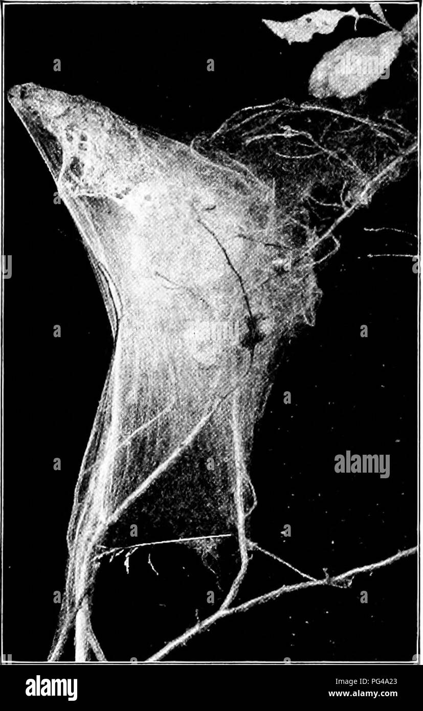 . Nature-study; a manual for teachers and students. Nature study. NATURE-STUDY on the market to be wormy. Millions of dollars worth of fruit are lost annually through this insect. Early spraying with poisons will kill the larvse. Collecting and destroying the apples that fall early, wrapping straw, etc. around the trunk for the caterpillars to make their cocoons in, in order to collect and burn them, are remedies. Birds in the orchard are a great aid. A number of otlier caterpillars injure the foliage of orchard and shafle trees. The Tent Caterpillar forms large, unsightly weljs in the twigs o Stock Photo
