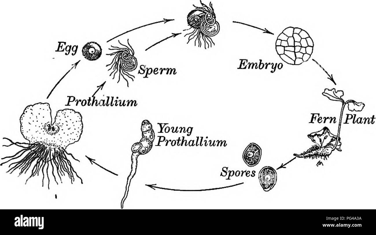. Essentials of botany. Botany; Botany. &quot;'â oph JeT&quot;^ &quot;â ^te or Fig. 207. Diagram of Life History of a Fern. An, antheridium; Ar, archegonium; s, sperm&quot; e, egg-cell; e', egg. from the lower forms of plant life to the higher ones, it is only when the ferns are reached that alternation of genera- tions is shown in its most complete form. By this term a. Fig. 208. Illustrated Life History of a Fern. (The young fern-plant is Onoclea, Fig. 209.) process of reproduction is meant in which the offspring resemble closely not the' parent but the grandparent, as. Please note that thes Stock Photo