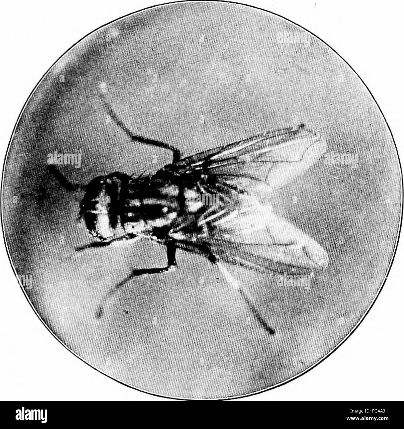 Small Circle of Fly