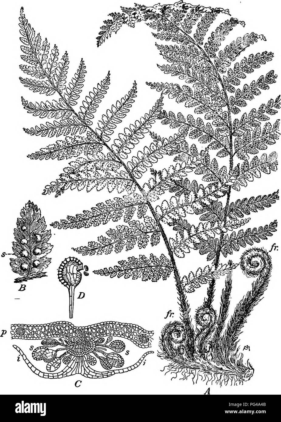. Essentials of botany. Botany; Botany. Fig. 204. Spore-Plant of a rem (Aspidium Filix-mas). A, part of rootstock and fronds, not quite one-sixth natural size; fr, young fronds unrolling (not usually found at the same season as the mature fronds); B, under side of a pinnule, showing sori s; C, section through a sorus at right angles to surface of leaf, showing indusium i, and sporan- gia s; B, a, sporangium discharging spores. (B is not far from natural size. C and D are considerably magnified.) 281. Please note that these images are extracted from scanned page images that may have been digita Stock Photo