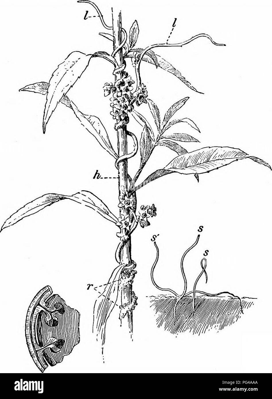 . Essentials of botany. Botany; Botany. ROOTS 33 primary roots, that is, a cluster proceeding from the lower end of the hypocotyl at the outset. If such roots become thickened, like those of the sweet potato and the dahlia (Fig. 17), they are known 2t&amp; fascicled roots.. A B C Fig. 14. Dodder growing upon a Golden-Rod Stem. Â»â , seedling dodder plants, growing in earth; h, stem of host; r, haustoria or parasitic roots of dodder; ?, scale-like leaves; ji, magnified section of a portion of willow stem, showing penetration of haustoria.. Please note that these images are extracted from scanne Stock Photo