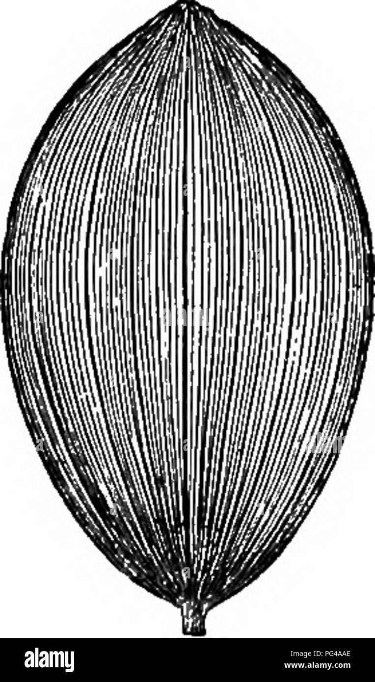 Elements Of Botany Botany Botany 90 Elements Op Botany 117 Stipules Although They Are Absent From Many Leaves And Disappear Early From Others Stipules Form A Part Of What The Botanist Regards
