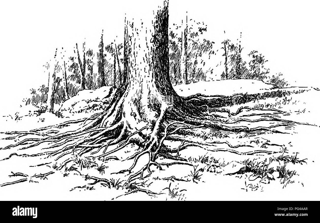 This text explores the fundamental aspects of botany, focusing on root ...