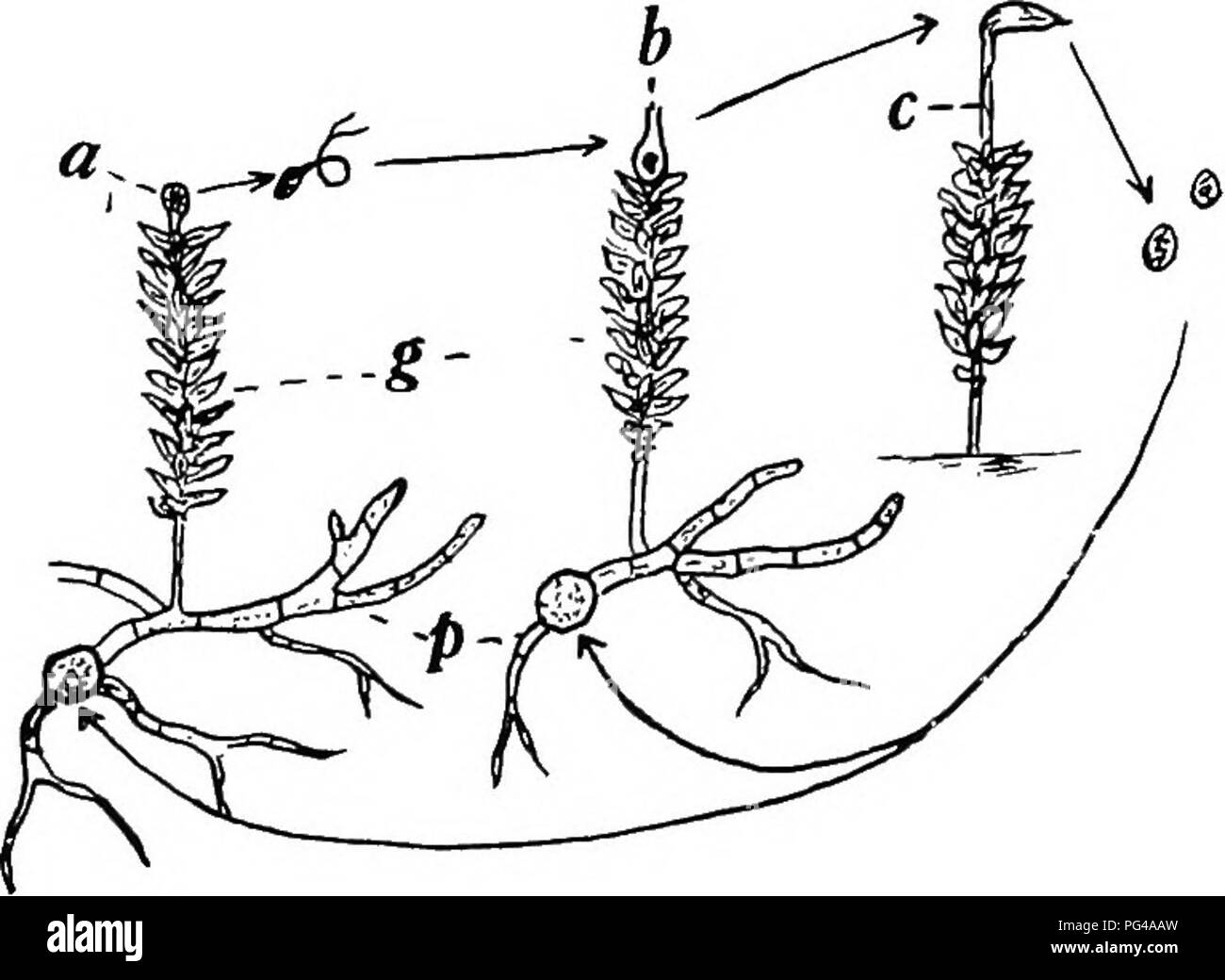 . Botany for agricultural students . Botany. TRUE MOSSES (BRYALES) 421 cycle as shown in Figure 376. The Alga-Uke filament called protonema is comparable to the thallus of the Marchantias, and the leafy plants to the gametophores. Although the leafy plants or gametophores of Moss are not all of the gametophyte, they are the conspicuous part of it, the protonemas being microscopic in size. One protonema may produce many buds, and, therefore, many gametophores. In Moss the two generations are more noticeable than in the Liverworts. The gametophytes with their leafy gametophores present more diff Stock Photo