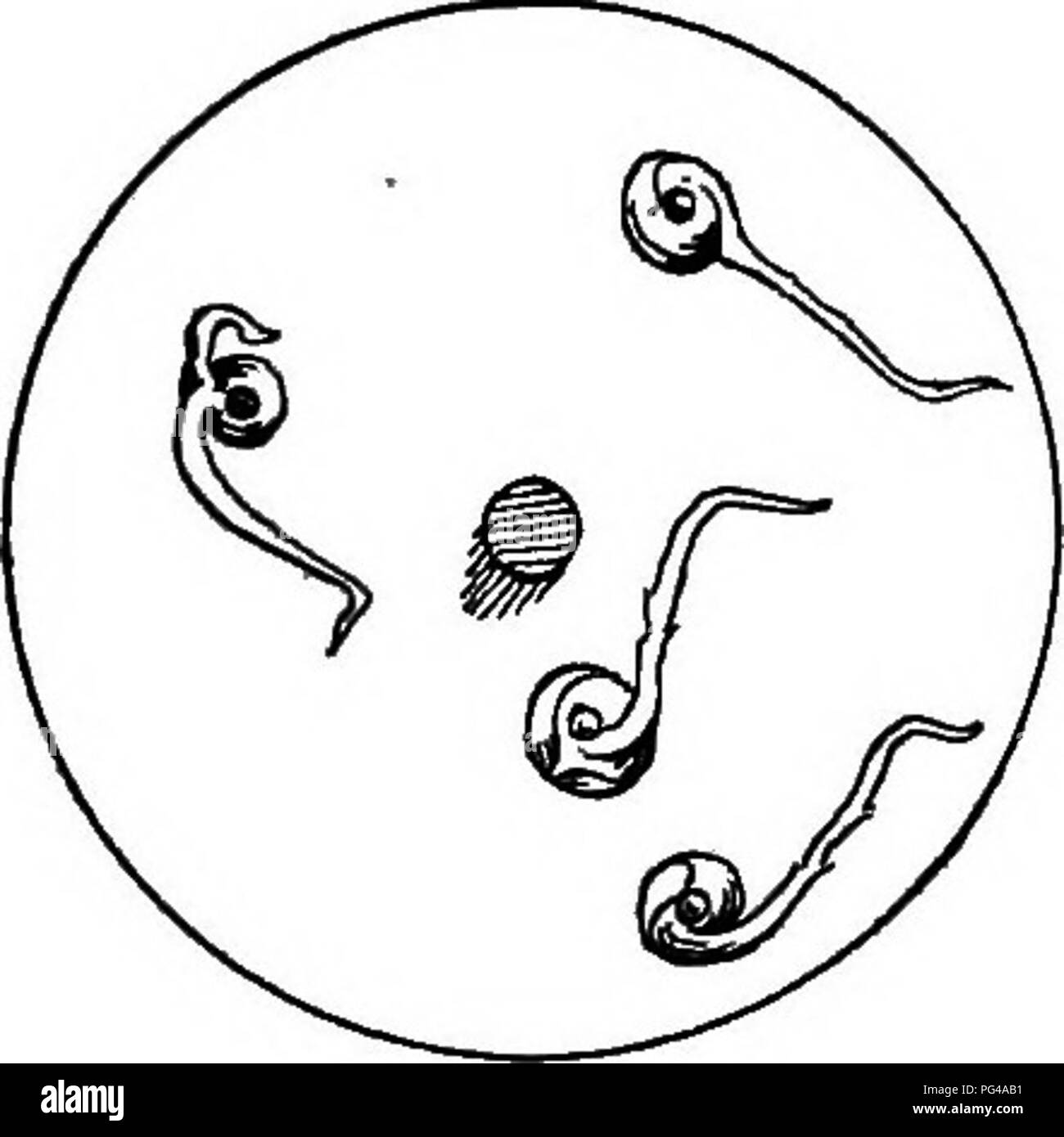 This entry explains geotropism in plants, describing how roots react to ...