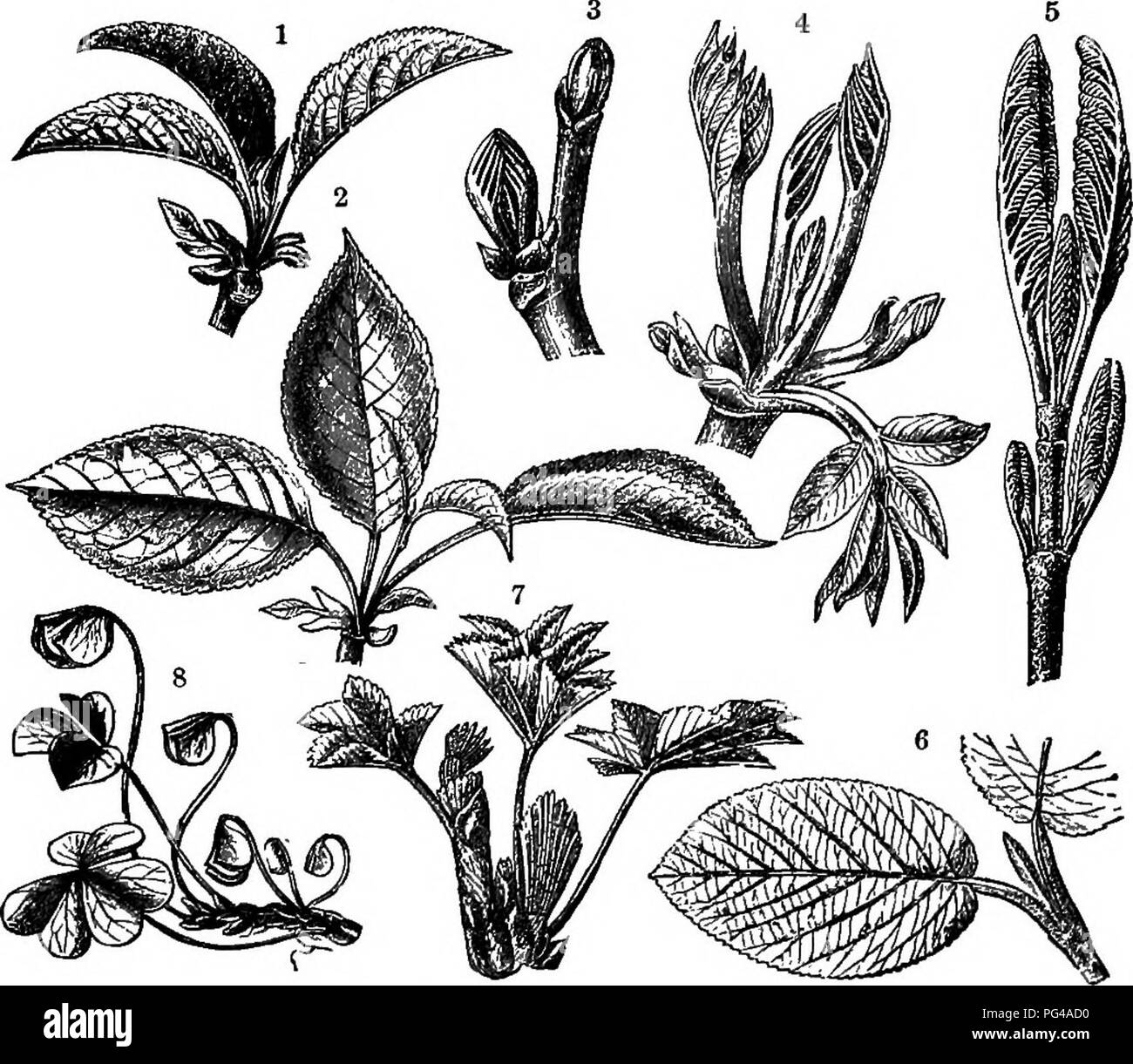 Bud types Black and White Stock Photos & Images - Alamy