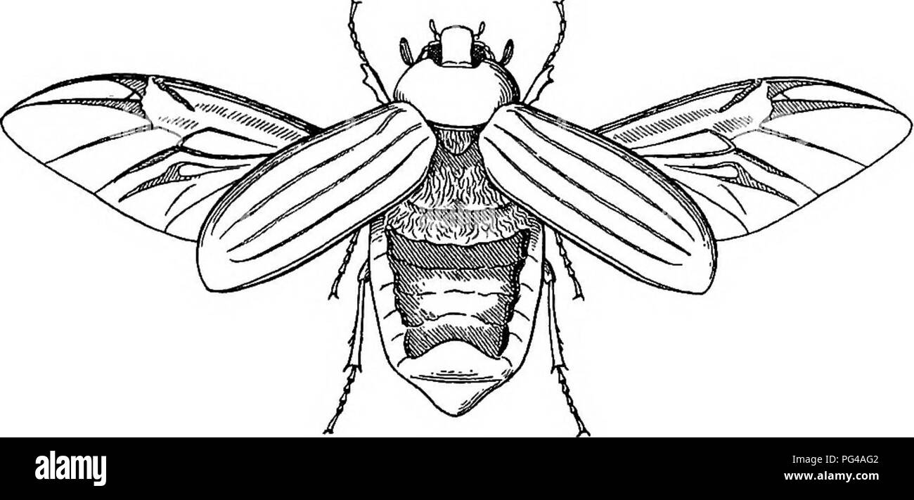 . Injurious and useful insects; an introduction to the study of economic entomology. Insects; Beneficial insects; Insect pests. THE COCKCHAFER 27 of the abdomen can be examined; they are eight in number. The feelers are plainly visible upon the head; each is ten- jointed. The terminal joints are prolonged on one side so as to form leaflets, which are capable of being separated or closed. The &quot;club &quot; of the male cockchafer contains seven such leaf- lets, while that of the female has only six. Turn the cockchafer over, and examine the under-side. We now see the jaws, which will be more Stock Photo
