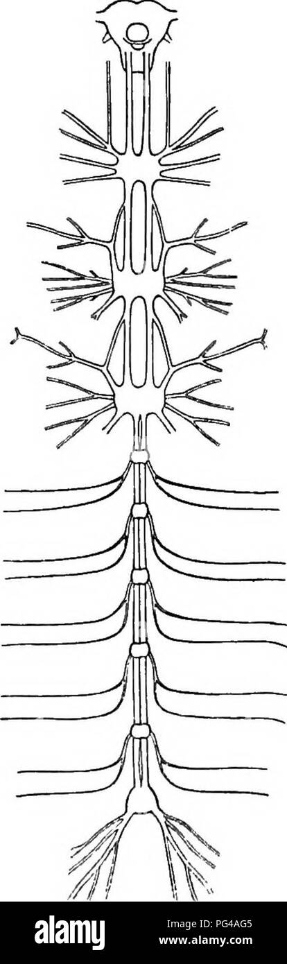 . Injurious and useful insects; an introduction to the study of economic entomology. Insects; Beneficial insects; Insect pests. 20 INJURIOUS AND USEFUL INSECTS salivary glands and Malpighian tubules of insects are bathed in the blood, and not injected with blood, as in higher animals, probably explains their diffuse form. By tearing away the fat-body bit by bit the student will bring into view the two large tracheal tubes which run along the sides of the body. They send out branches to all the viscera, and com- municating branches to one another, besides receiving short branches from the spira Stock Photo