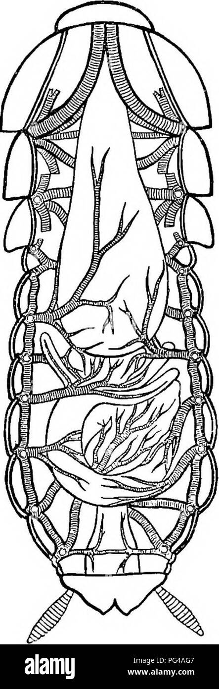 . Injurious and useful insects; an introduction to the study of economic entomology. Insects; Beneficial insects; Insect pests. DISSECTION OF A COCKROACH 19 muscular wall of the gizzard can be contracted, so as to prevent the passage of the food to the stomach until it has become fluid or semi-fluid. Then the gizzard is relaxed, and the more or less fluid food passed into the stomach to be absorbed. The cockroach is particularly addicted to starchy food, but will devour bits of flesh, and almost everything which is eaten by man. The alimentary canal is partly embedded in a mass of white sub- s Stock Photo