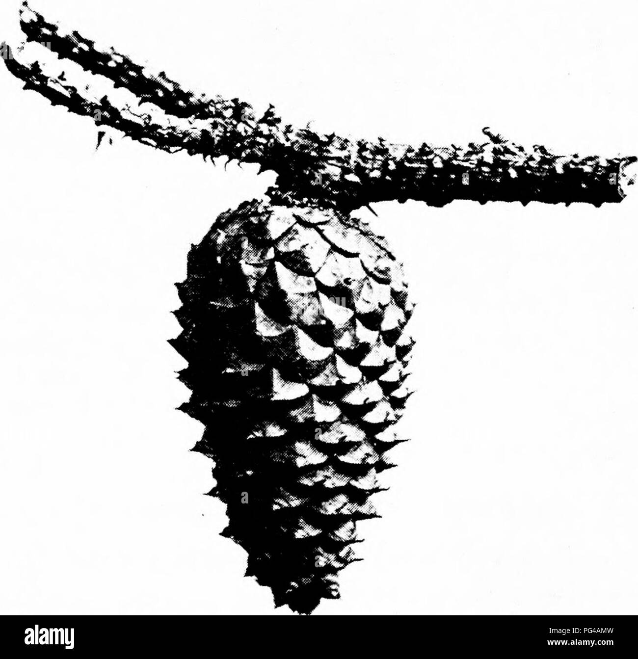 Pitch pine pinus rigida tree Black and White Stock Photos & Images - Alamy